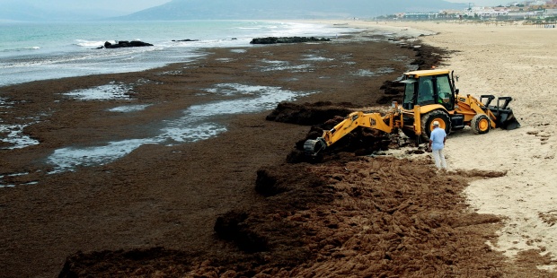 La Junta solicitará ayudas a la pesca por el alga invasora en litoral de Cádiz